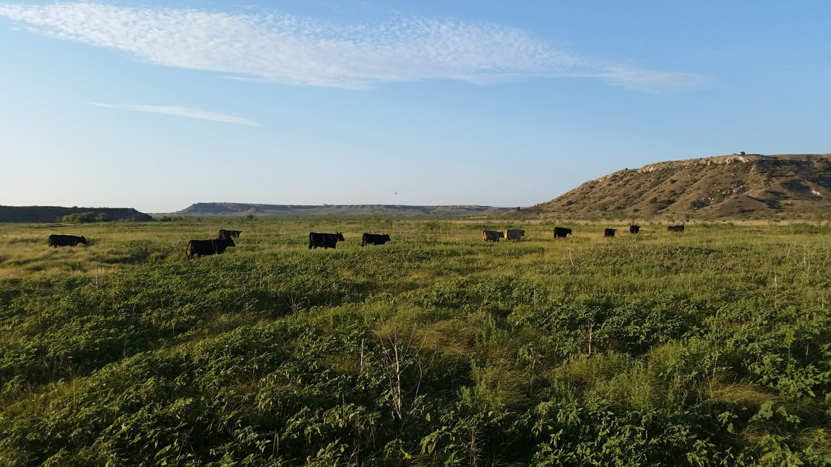 Local Beef from Local Ranchers – Forrest Ranch Beef